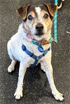 adoptable Dog in boonton, NJ named Stewie TX