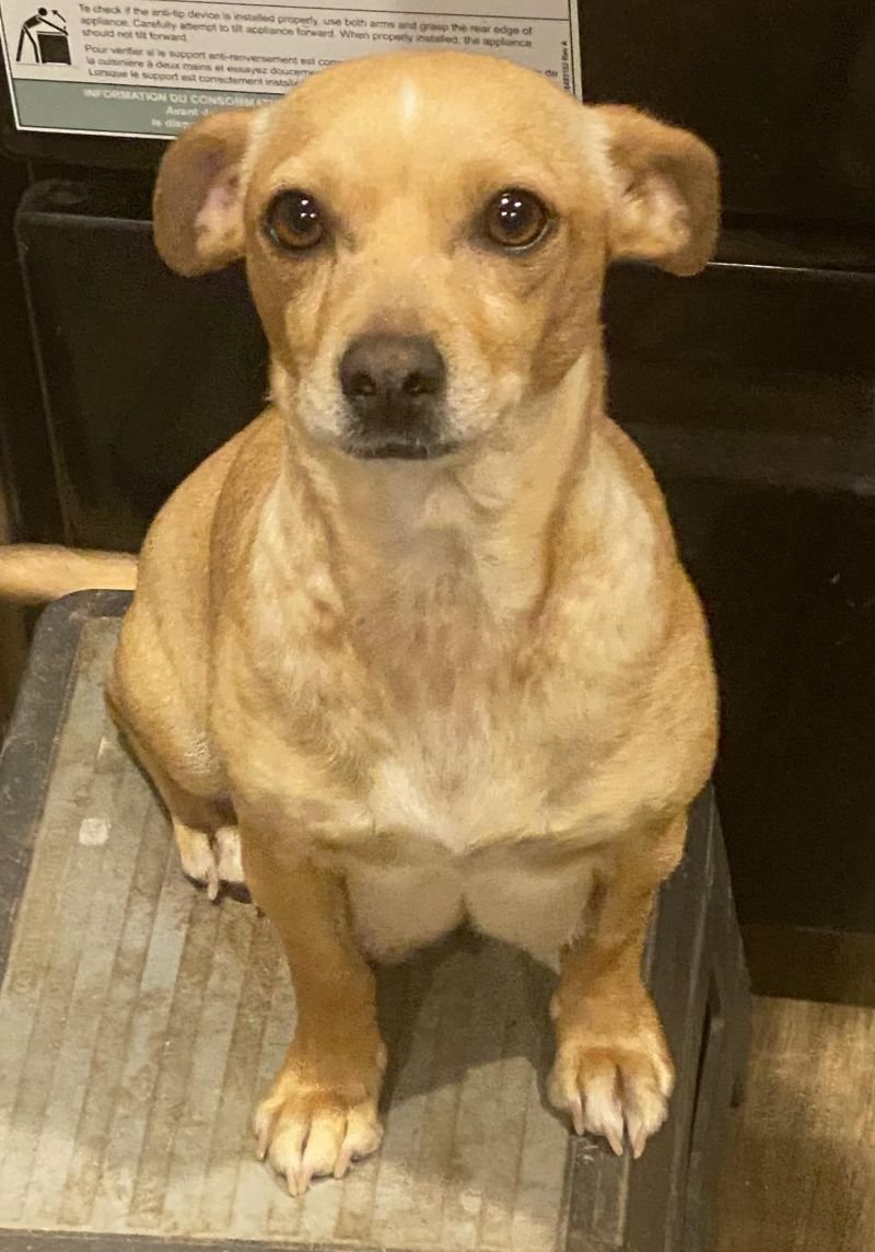 adoptable Dog in Boonton, NJ named Seren TX
