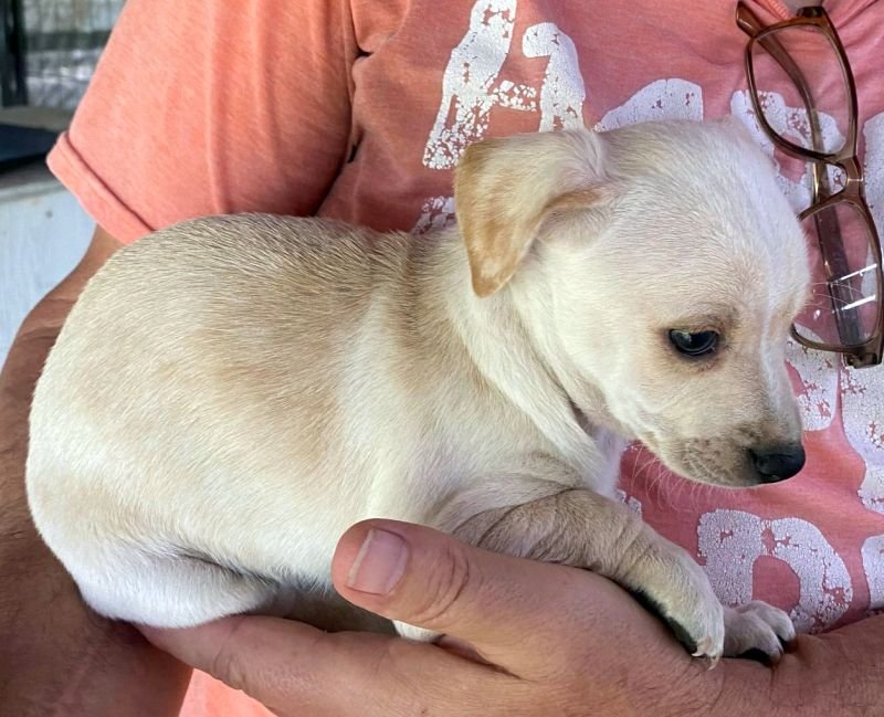 adoptable Dog in Boonton, NJ named Seren's Juli TX