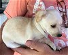 adoptable Dog in boonton, NJ named Seren