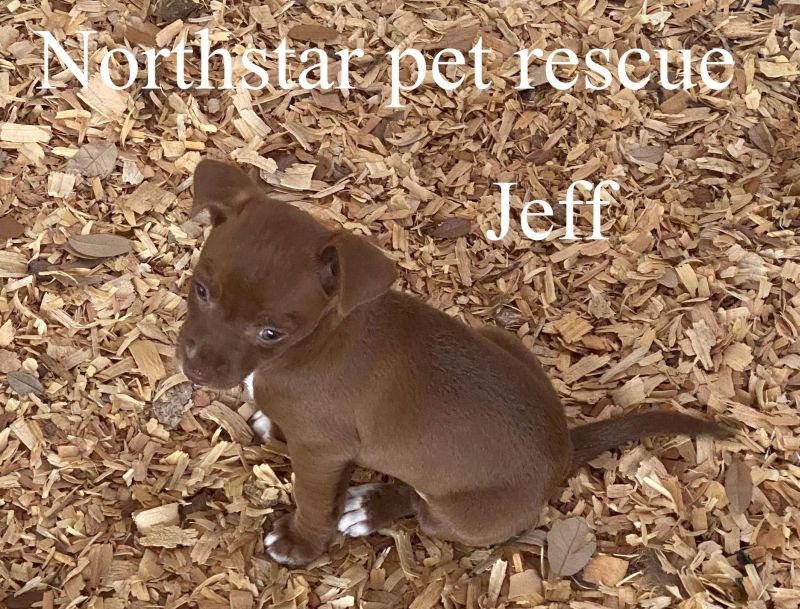 adoptable Dog in Boonton, NJ named Seren's Jeff TX