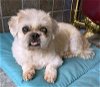 adoptable Dog in boonton, NJ named Maser TX