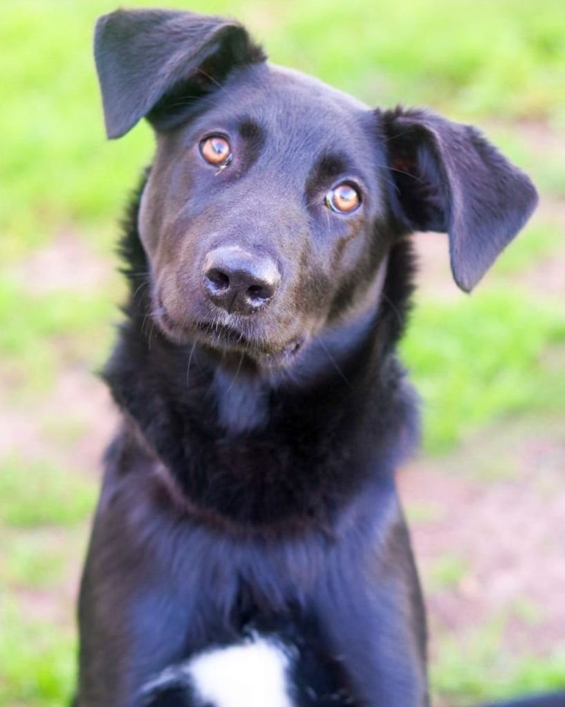 adoptable Dog in Boonton, NJ named Kari's Tippy TX