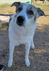 Ms. Lady the Great Pyrenees in Texas - Photo 3
