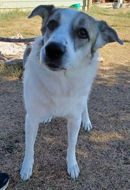 Ms. Lady the Great Pyrenees in Texas