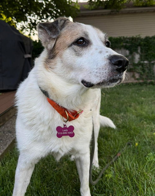Ms. Lady the Great Pyrenees photo 6