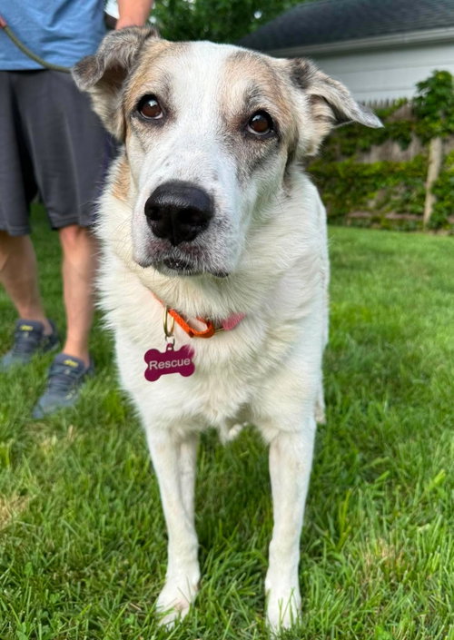 Ms. Lady the Great Pyrenees, an adoptable Great Pyrenees in Boonton, NJ