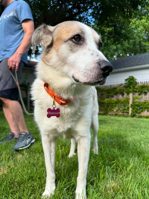 Ms. Lady the Great Pyrenees photo 7