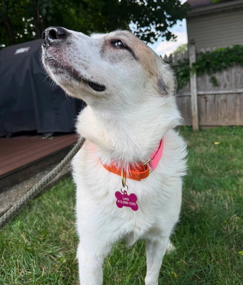 Ms. Lady the Great Pyrenees photo 5