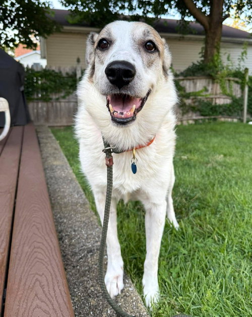 Ms. Lady the Great Pyrenees