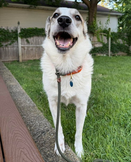 Ms. Lady the Great Pyrenees photo 2