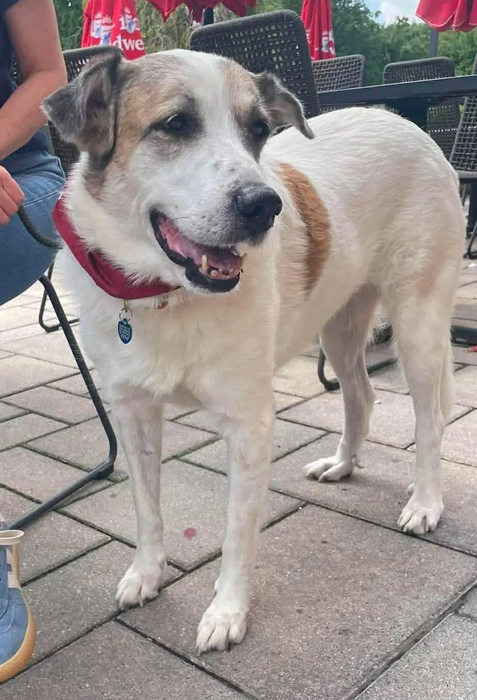 Ms Lady The Great Pyrenees In Texas image 3