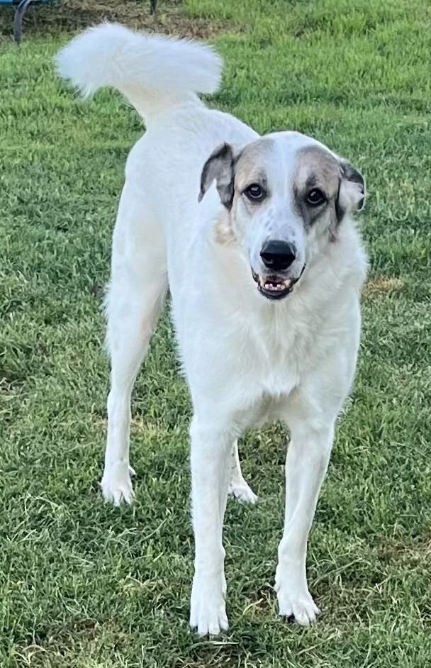 adoptable Dog in Boonton, NJ named Ms. Lady the Great Pyrenees in Texas