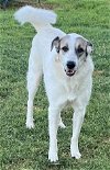 adoptable Dog in  named Ms. Lady the Great Pyrenees in Texas