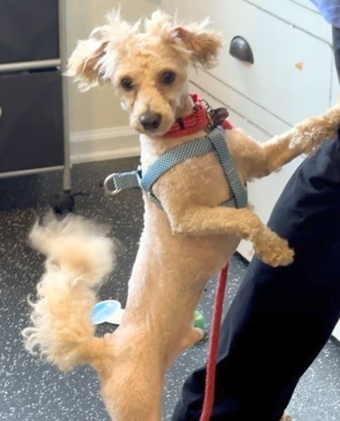 Dog For Adoption - Bae Bae Nj, A Bichon Frise In Long Island City, Ny 