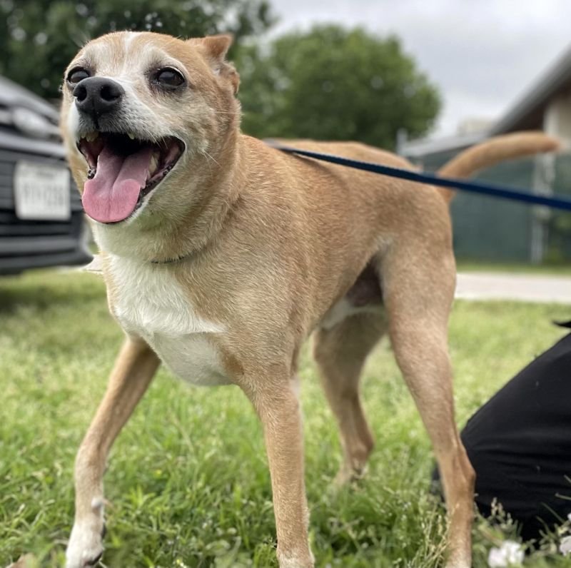 adoptable Dog in Boonton, NJ named Pinto TX