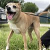 adoptable Dog in boonton, NJ named Pinto TX