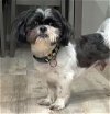 adoptable Dog in boonton, NJ named Samoi TX