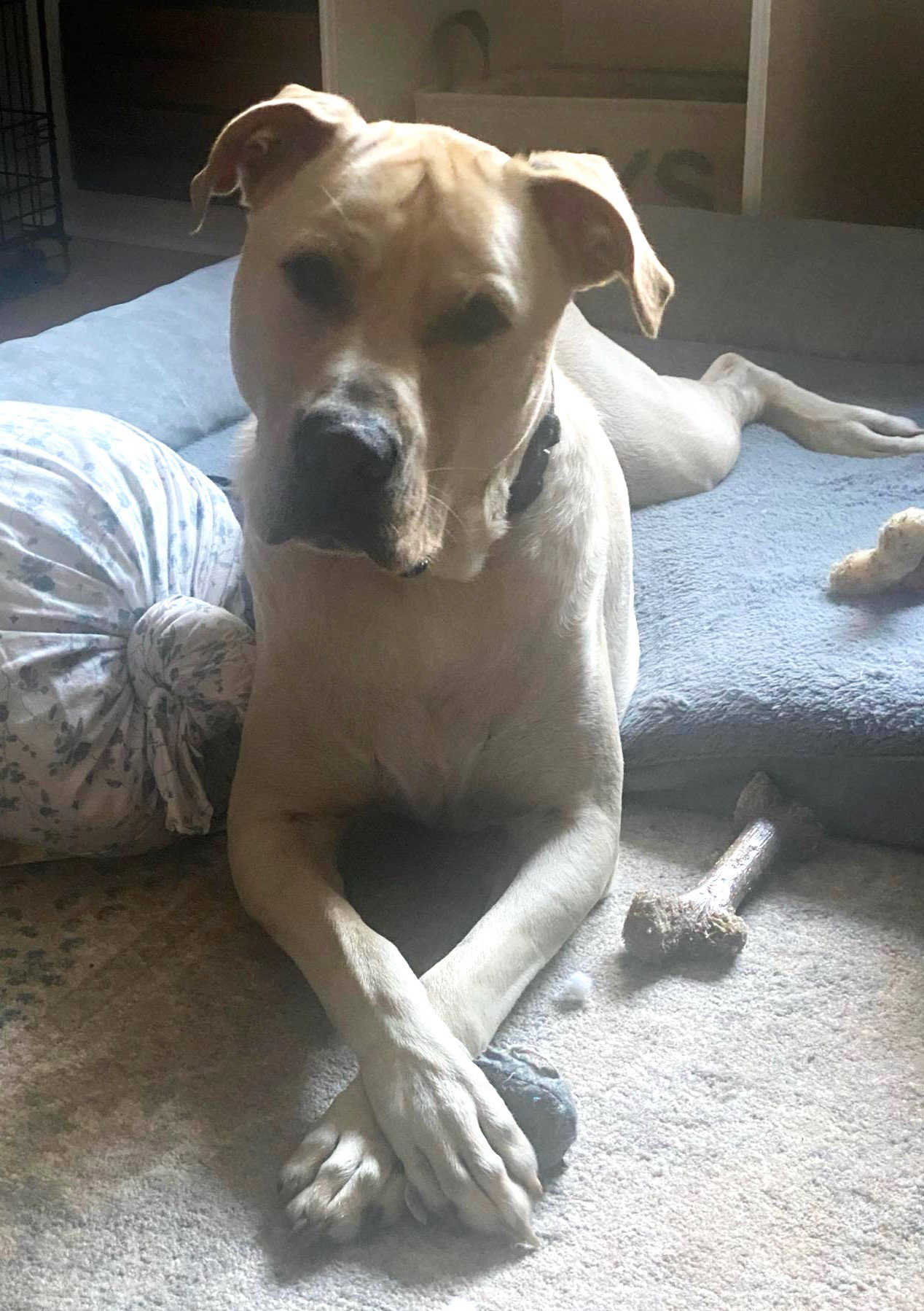 Dog for Adoption XP Duke Cherry Hill, NJ, a Great Dane in Queens