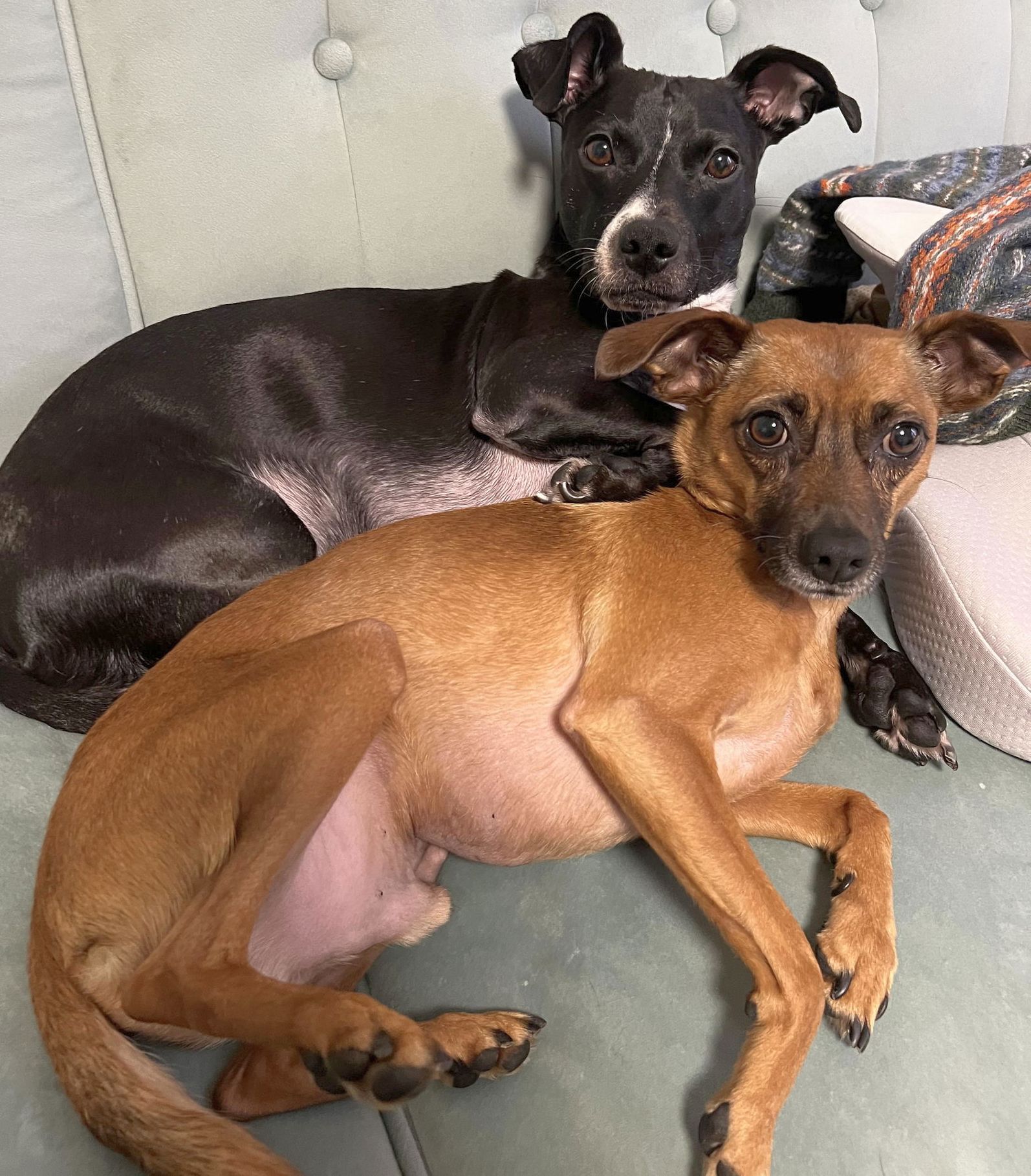 adoptable Dog in Boonton, NJ named XP Chip & Mouse (NJ) - BONDED PAIR