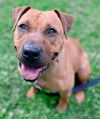 adoptable Dog in Boonton, NJ named XP Jovi - New Jersey