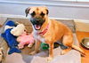 adoptable Dog in  named XP Sugar - Chester, NJ