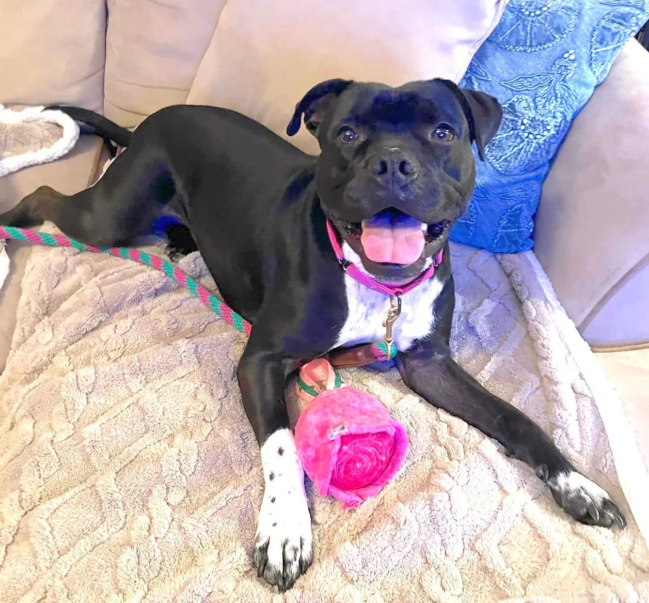 adoptable Dog in Boonton, NJ named XP Kyla - Chester, NJ