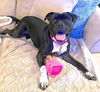 adoptable Dog in , NJ named XP Kyla - Chester, NJ