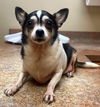 adoptable Dog in , NJ named Eddie the Fat Chi TX