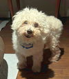 adoptable Dog in , NJ named Sherpa fka Snowy TX