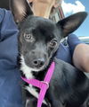 adoptable Dog in , NJ named Kaala (fka Nellie) TX