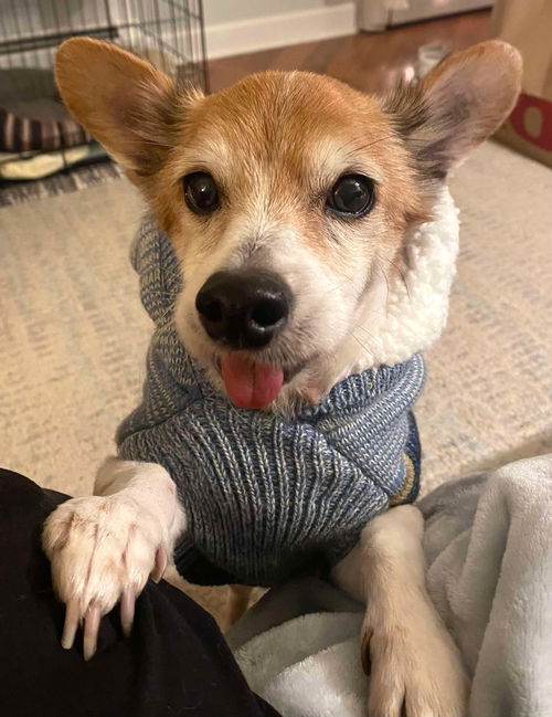 picture of the dog needing adoption
