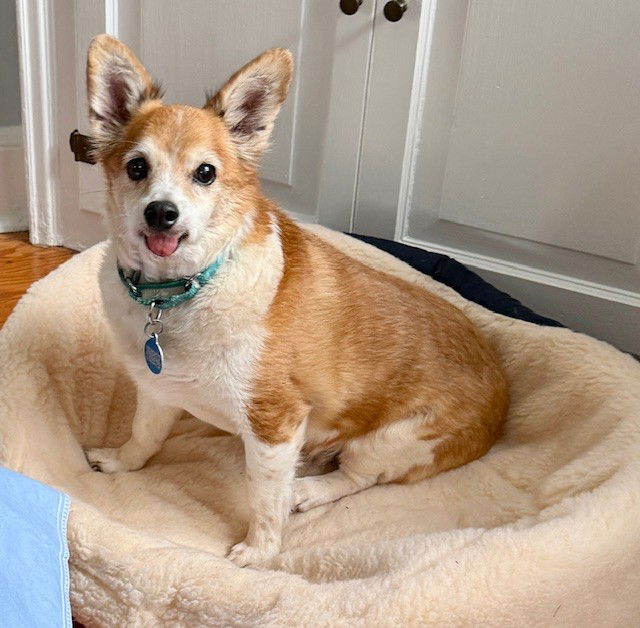 adoptable Dog in Boonton, NJ named Oodle TX