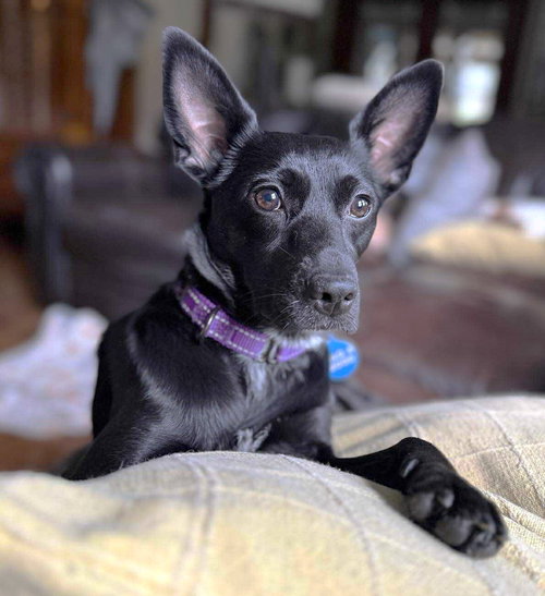 picture of the dog needing adoption