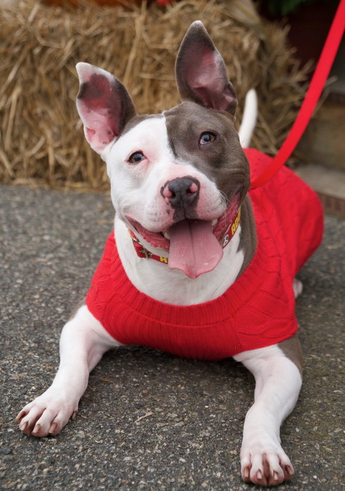 picture of the dog needing adoption