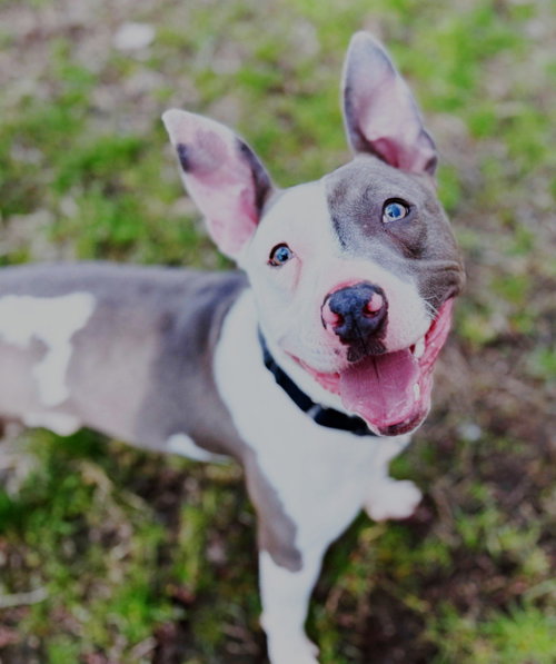 XP MR. WORLDWIDE - WAYNE, NJ - Pit Bull Terrier available for adoption