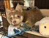 adoptable Dog in , NJ named Babs TX