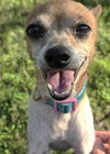 adoptable Dog in  named Greer TX