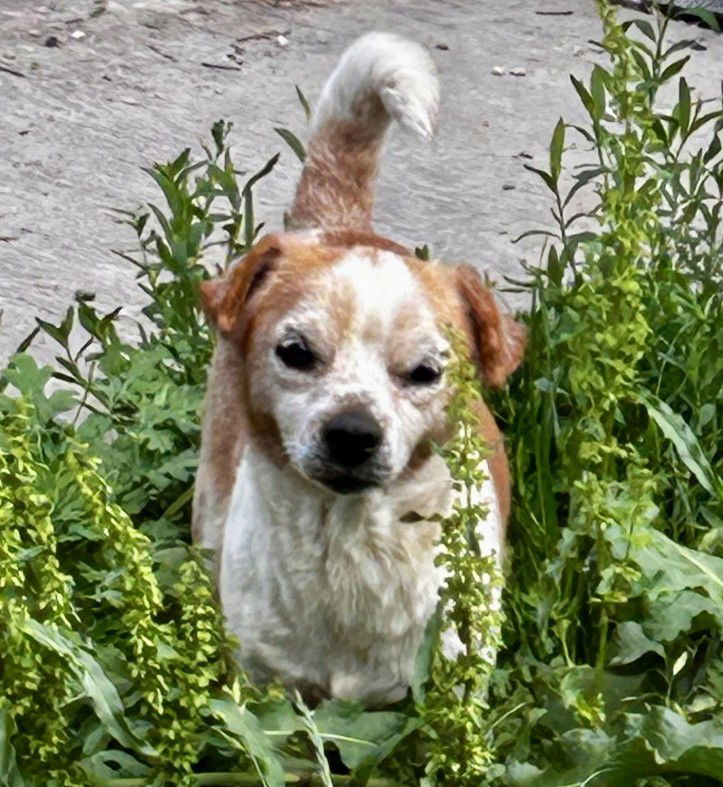 adoptable Dog in Boonton, NJ named Carolyn's Gherkin TX