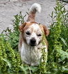 adoptable Dog in  named Carolyn