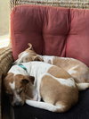 Carolyn's Gherkin TX - Photo 7