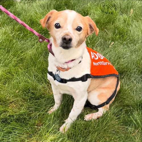 Carolyn's Gherkin TX, an adoptable Chihuahua in Boonton, NJ