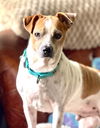 adoptable Dog in , NJ named Carolyn