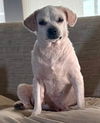 adoptable Dog in , NJ named Carolyn
