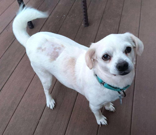 picture of the dog needing adoption