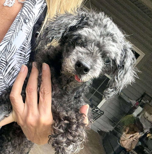 picture of the dog needing adoption