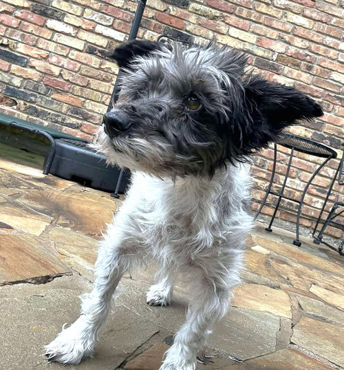 picture of the dog needing adoption