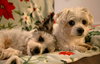 Nac's Mei Mei TX - Photo 13