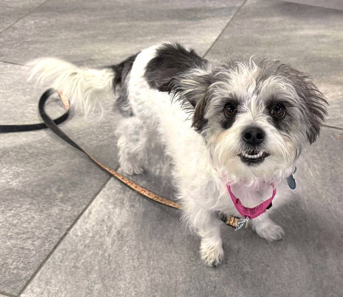 NAC'S MEI MEI TX - Shih Tzu / Poodle (unknown type) available for adoption