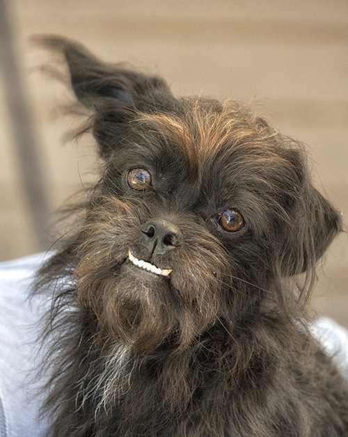 picture of the dog needing adoption